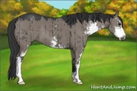 Horse Color:Grullo Sabino 