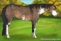 Horse Color:Brown Dun Sabino