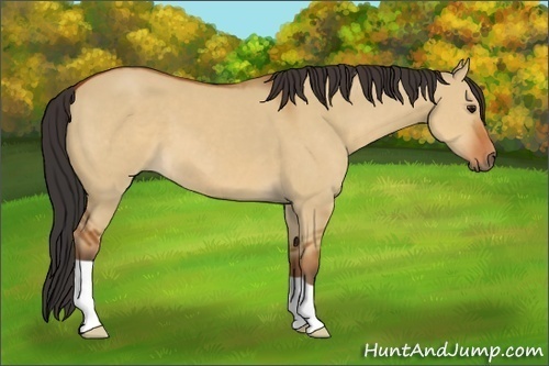 Horse Color:Brown Dun 