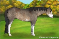 Horse Color:Brown Dun Sabino 