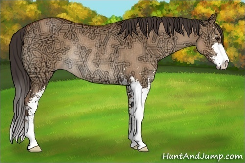 Horse Color:Bay Ice Dun Sabino Rabicano 