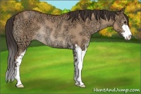 Horse Color:Bay Ice Dun Sabino Rabicano 