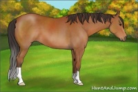 Horse Color:Brown 