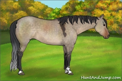 Horse Color:Brown Dun Sabino