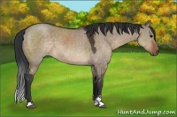 Horse Color:Brown Dun Sabino 