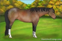 Horse Color:Brown 