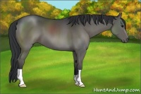 Horse Color:Grullo 