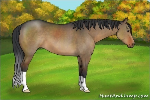Horse Color:Brown Dun