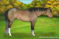 Horse Color:Brown Dun 