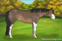 Horse Color:Brown Dun Sabino