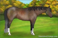 Horse Color:Brown 