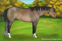 Horse Color:Brown Dun 