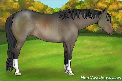 Horse Color:Brown Dun
