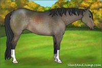 Horse Color:Brown Dun 