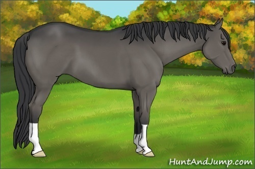Horse Color:Grullo 