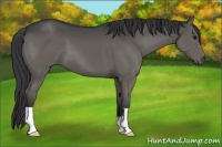 Horse Color:Grullo 