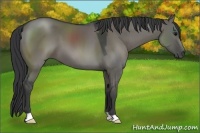 Horse Color:Grullo 