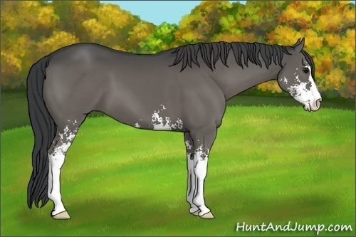 Horse Color:Grullo Sabino Brindle