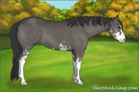 Horse Color:Grullo Sabino Brindle 