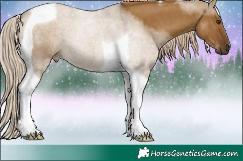 Horse Color:Chocolate Palomino Dun Tobiano 