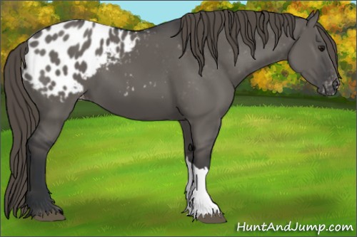 Horse Color:Grullo Appaloosa 