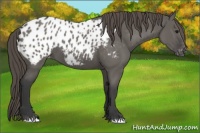 Horse Color:Grullo Appaloosa 