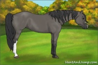Horse Color:Grullo 