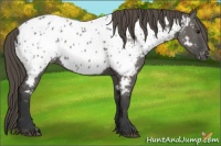 Horse Color:Grullo Appaloosa 