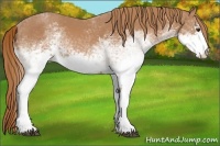 Horse Color:White Spotted Chestnut 