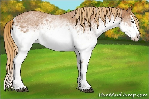 Horse Color:White Spotted Chestnut Splash