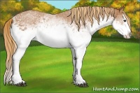 Horse Color:White Spotted Chestnut Splash 