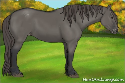Horse Color:Grullo Appaloosa 