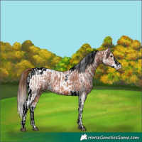 Horse Color:Brown Tobiano Appaloosa  and Chestnut Ice Sabino Splash Tobiano 