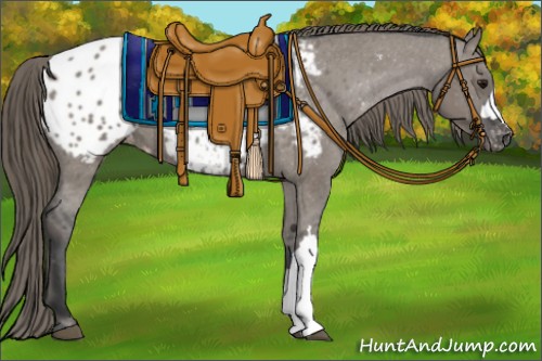 Horse Color:Grullo Appaloosa 