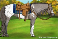 Horse Color:Grullo Appaloosa 