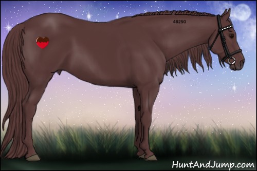 Horse Color:Chocolate Black 