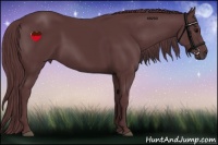 Horse Color:Chocolate Black