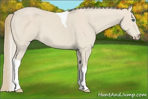 Horse Color:Smoky Creme Tobiano