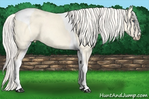 Horse Color:Cremello Dun Tobiano