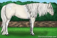 Horse Color:Cremello Dun Tobiano