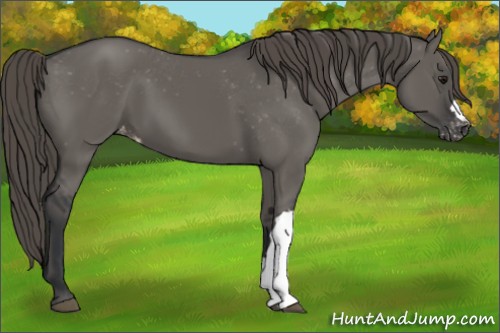 Horse Color:Grullo Varnish