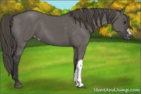 Horse Color:Grullo Appaloosa 