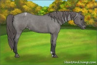 Horse Color:Grullo Appaloosa 