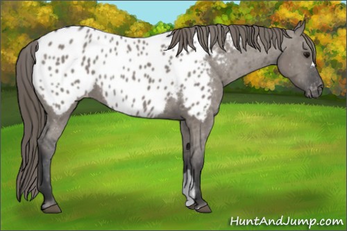 Horse Color:Grullo Appaloosa 