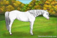 Horse Color:White Spotted Brown Dun 