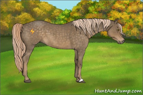 Horse Color:Chocolate Palomino Roan 