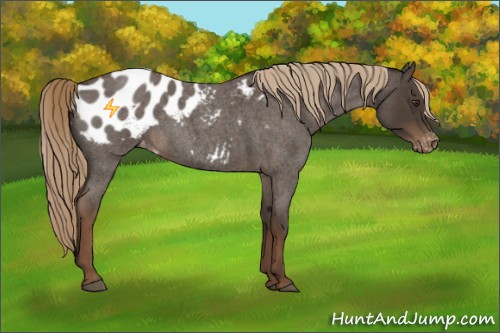 Horse Color:Liver Red Roan Appaloosa 