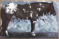 Horse Color:White Spotted Smoky Black Sabino Blanket