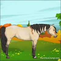 Horse Color:Bay Dun