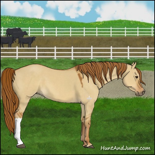 Horse Color:Red Dun